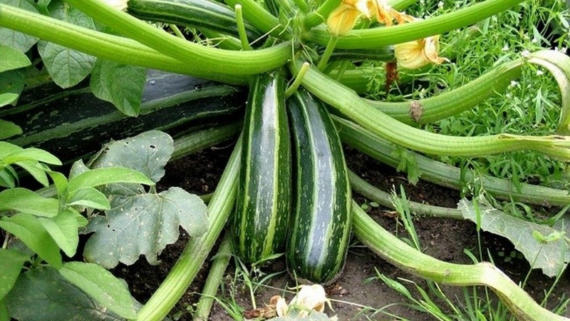 Bí ngòi xanh có cần gọt vỏ không? Lưu ý gì khi ăn? 1