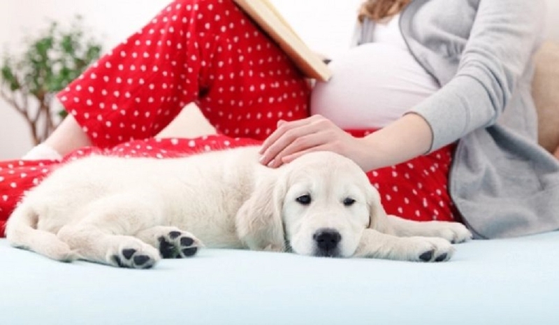 Bị nhiễm giun đũa chó khi mang thai có nguy hiểm không? Cách phòng tránh thế nào? 4