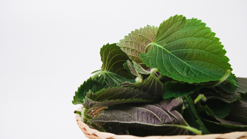 Bị ong đốt bôi gì cho nhanh khỏi? Cách xử lý nhanh chóng và an toàn 3