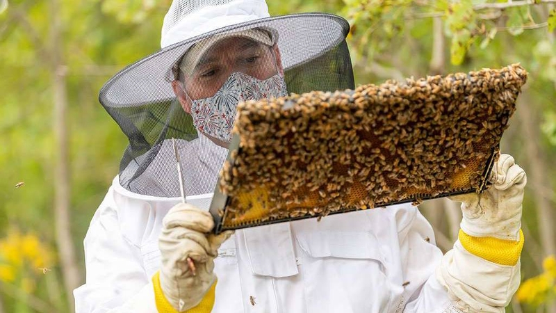 Người phải làm việc ở khu vực có nhiều ong có nón bảo hộ để phòng vệ 4