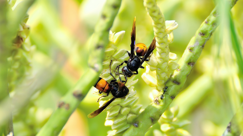 Bị ong mặt quỷ đốt phải làm sao? Có nguy hiểm không 3