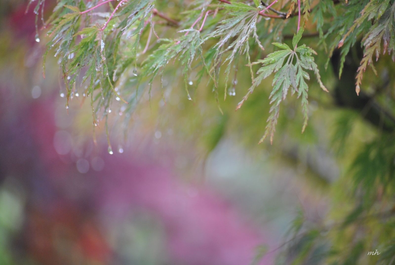 Bí quyết chữa ù tai tạm thời nhanh chóng và hiệu quả 2