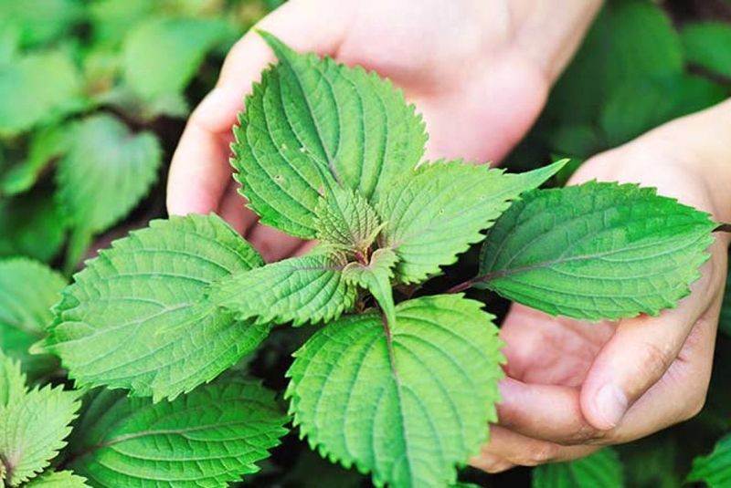 Bí quyết làm đẹp bằng lá tía tô và những điều cần lưu ý 1