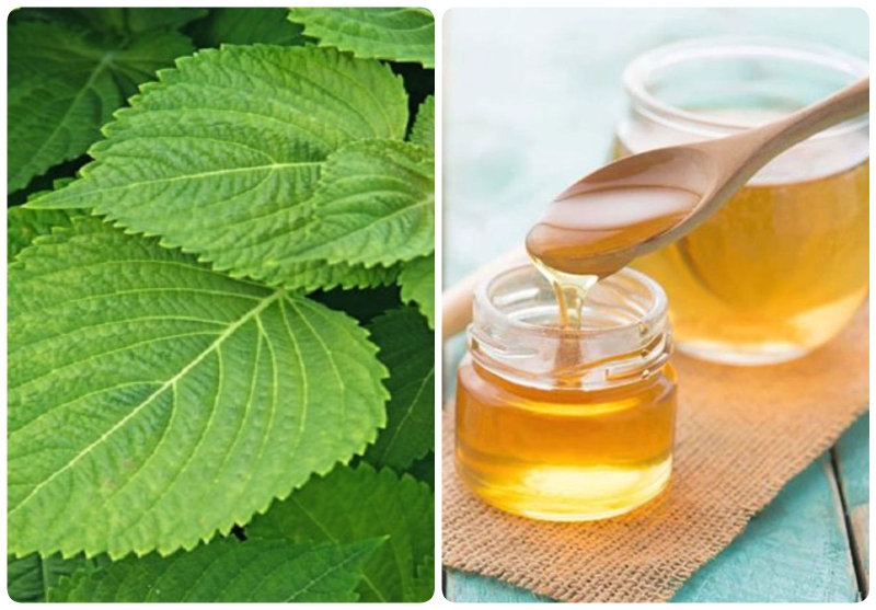 Bí quyết làm đẹp bằng lá tía tô và những điều cần lưu ý 3