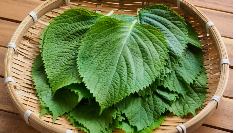 Bí quyết làm đẹp bằng lá tía tô và những điều cần lưu ý 4