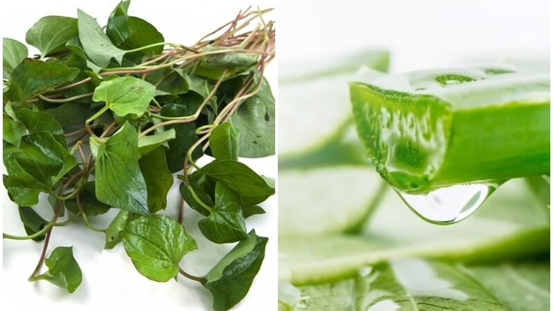 Bí quyết lột mụn bằng rau diếp cá đơn giản tại nhà - Hình 2