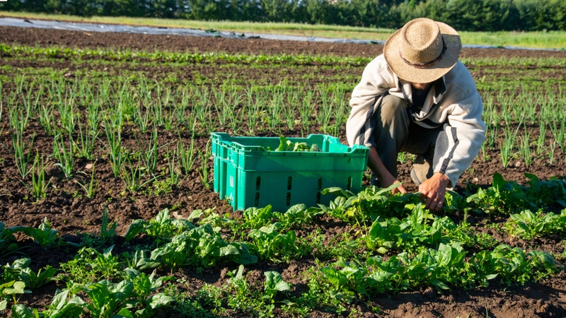 Bí quyết lựa chọn rau củ hữu cơ an toàn cho gia đình 1