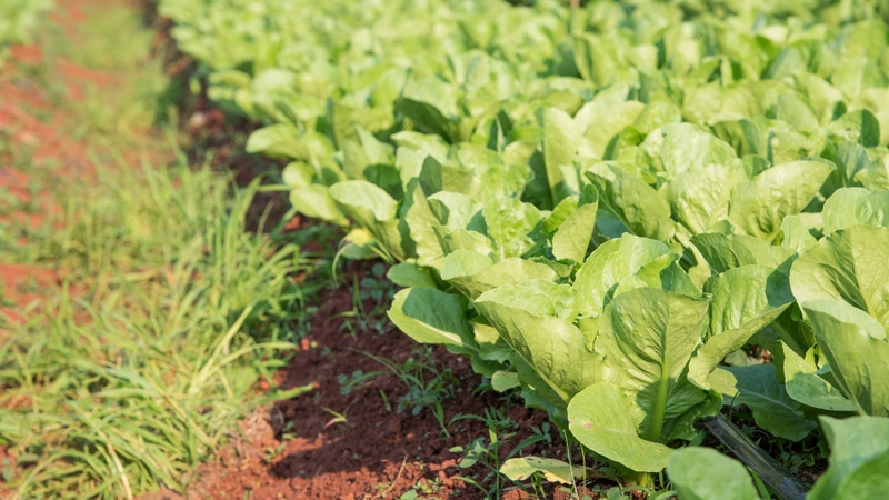 Bí quyết lựa chọn rau củ hữu cơ an toàn cho gia đình 2