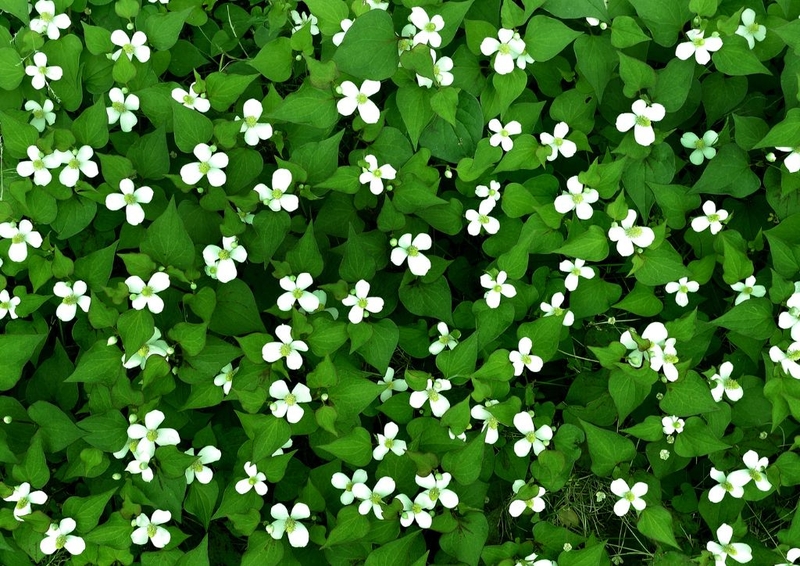 Bí quyết uống rau diếp cá trị giãn tĩnh mạch bồi bổ sức khỏe 1