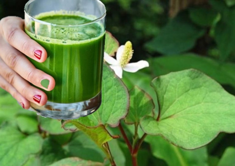 Bí quyết uống rau diếp cá trị giãn tĩnh mạch bồi bổ sức khỏe  2