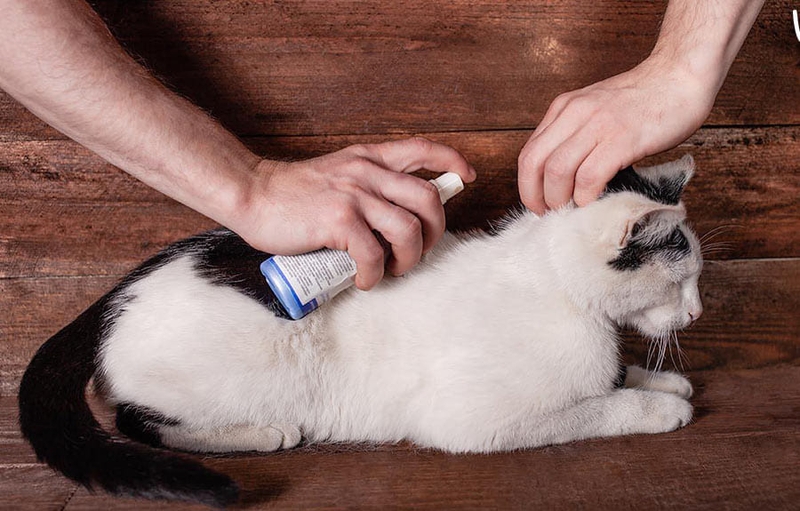 bị rận mèo cắn 5