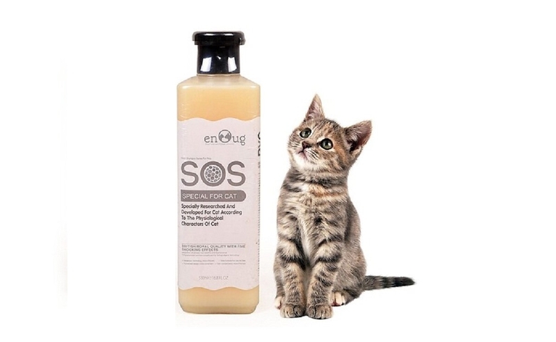 bị rận mèo cắn 4