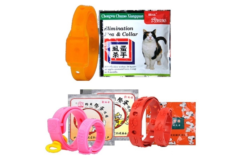 bị rận mèo cắn 5