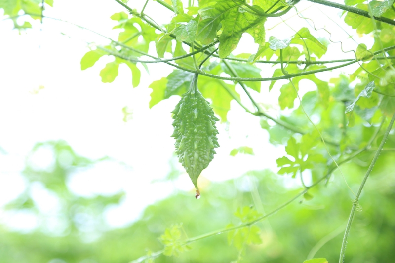 Bị sởi tắm lá gì? 6 loại lá trị sởi an toàn cho trẻ nhỏ! 2