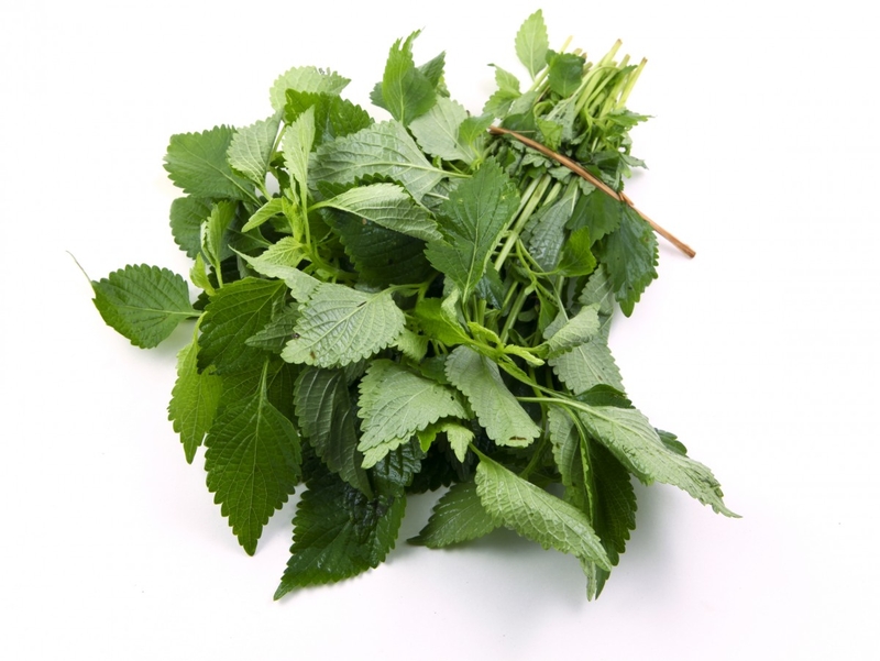 Bị thủy đậu xông lá gì cho nhanh khỏi 1