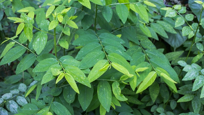 Bị tiêu chảy nên ăn rau gì?2