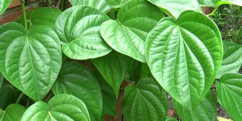 Dân gian từ xưa có truyền lại phương pháp dùng lá trầu không để chữa viêm kết mạc