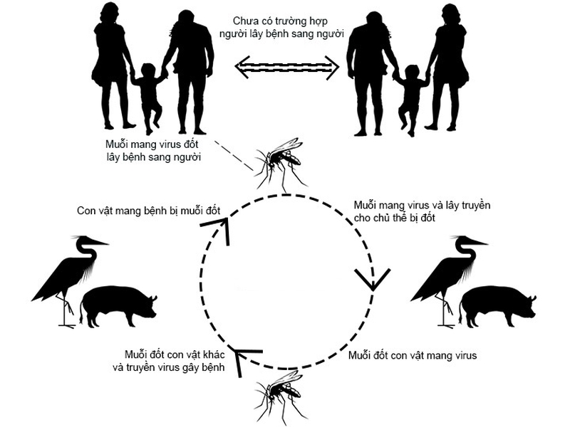 Bị viêm não Nhật Bản người lớn cũng có nguy cơ mắc phải như trẻ em 2