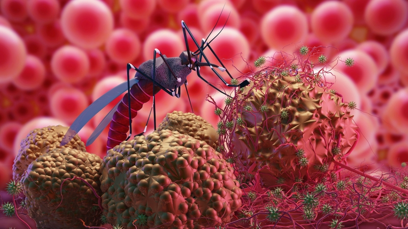 Biến đổi khí hậu đang ảnh hưởng như thế nào đến sự lây lan của các bệnh truyền qua muỗi? 2