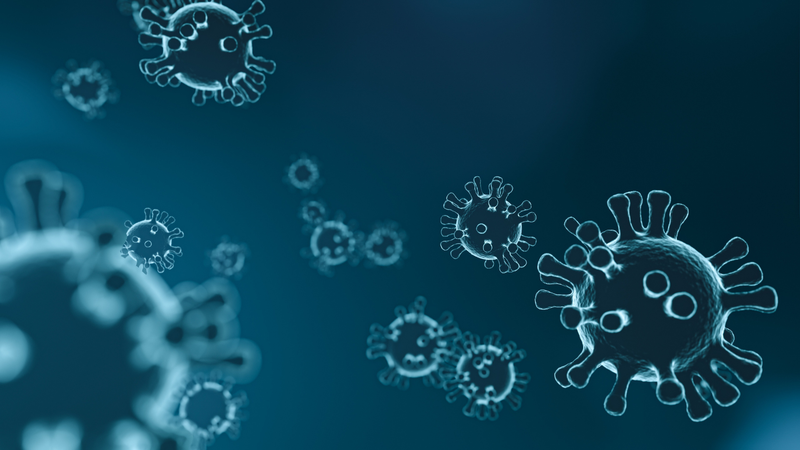 Các nhà khoa học phát hiện nhóm virus corona mới ở dơi