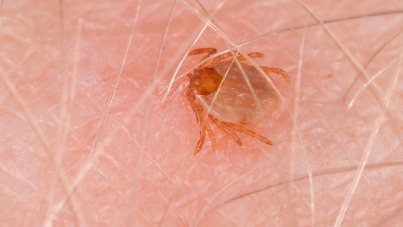 bien-trung-do-anaplasma Cropped.jpg