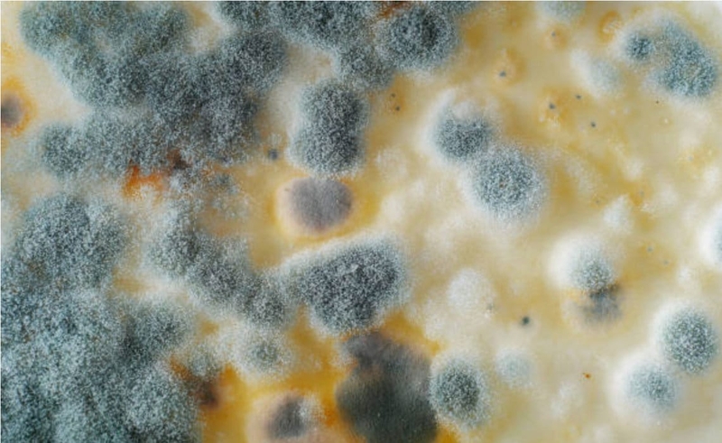 Biểu hiện bệnh lang ben là gì 1