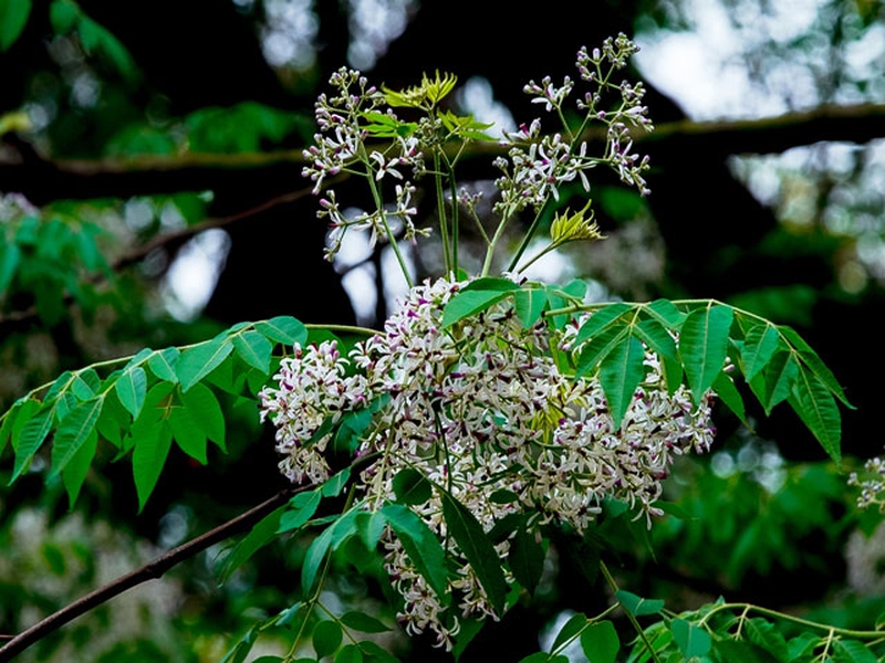 Biểu hiện bị rận mu như thế nào 3