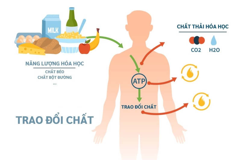 Biểu hiện của người trao đổi chất nhanh như thế nào? 1