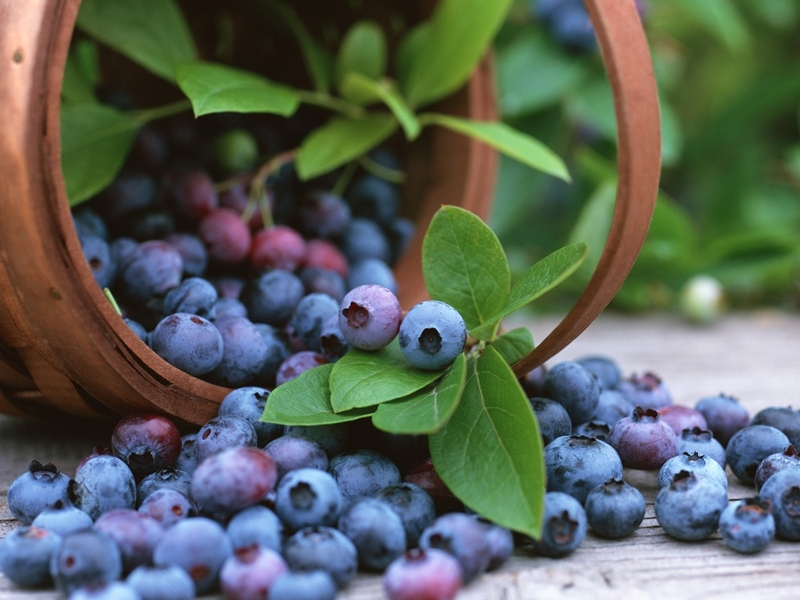 Bilberry extract là gì? Những công dụng tuyệt vời của Bilberry extract với sức khỏe 1