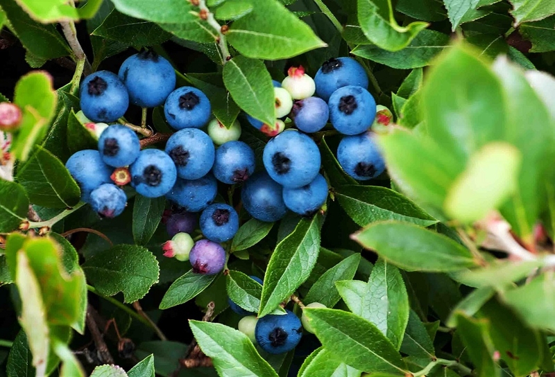 Bilberry extract là gì? Những công dụng tuyệt vời của Bilberry extract với sức khỏe 4