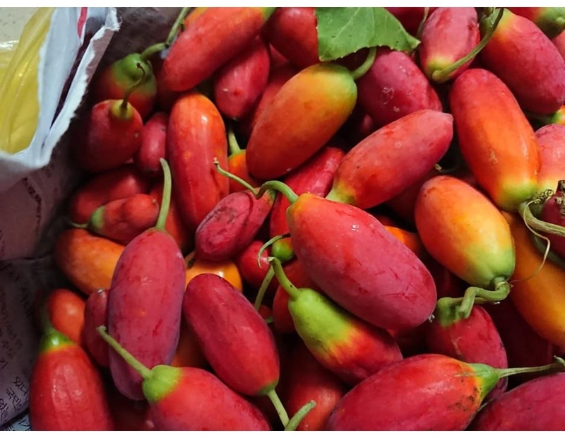 Bình bát dây và những công dụng tuyệt vời 4