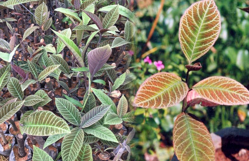 Bình Vị Thái Minh có tốt không? 2