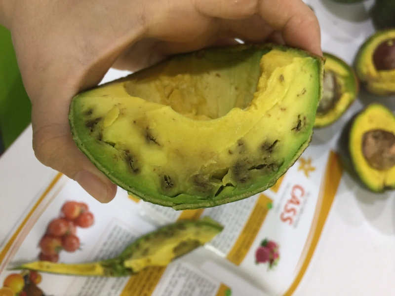 Bơ bị mốc có ăn được không? Dấu hiệu quả bơ đã hỏng 2