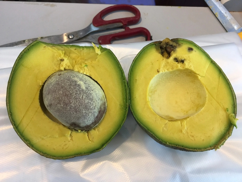 Bơ bị mốc có ăn được không? Dấu hiệu quả bơ đã hỏng 3