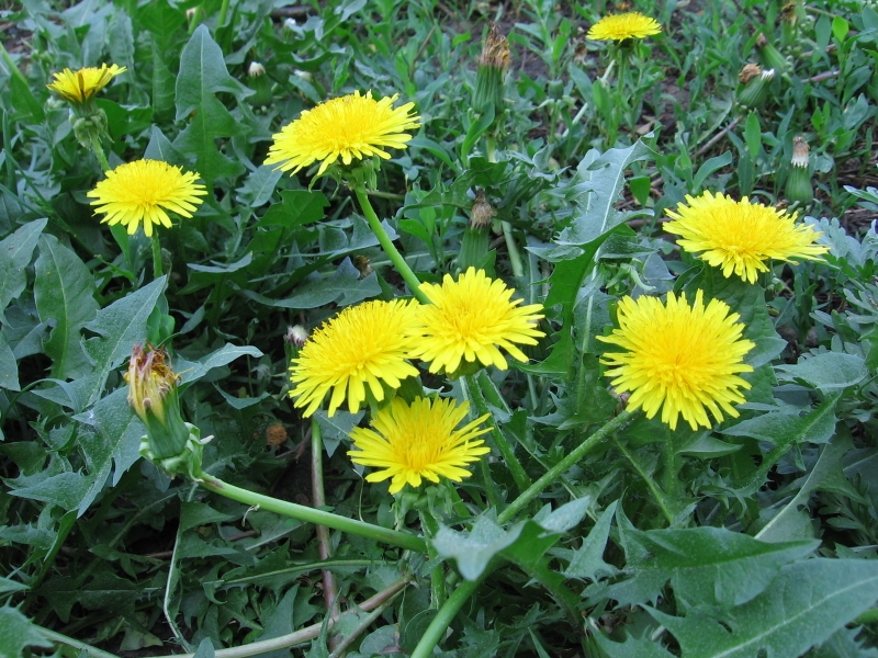 Bí quyết giúp mẹ khỏi lo tắc tia sữa sau sinh