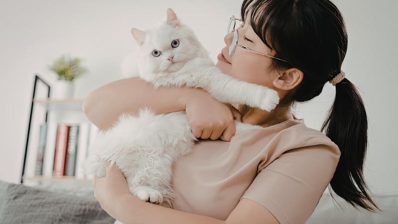 Bọ nhảy ở mèo có lây sang người là câu hỏi khiến nhiều người nuôi thú cưng lo lắng