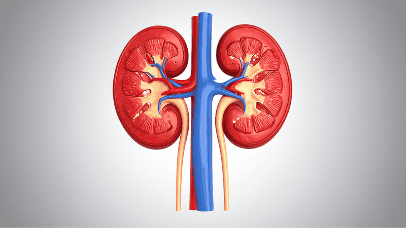 Thận chính là câu trả lời cho thắc mắc: Bộ phận nào trong cơ thể giúp lọc máu