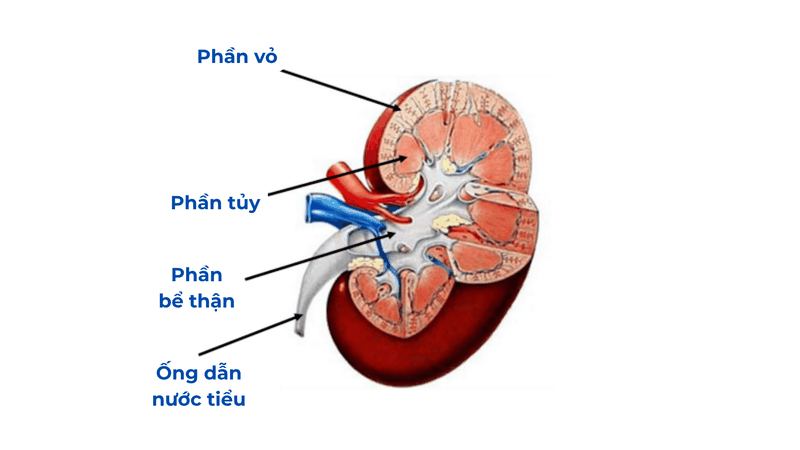 Cấu tạo của thận