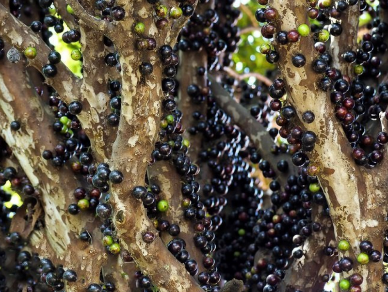 Bổ sung trái cây lạ nhưng bổ dưỡng vào thực đơn hàng ngày 3