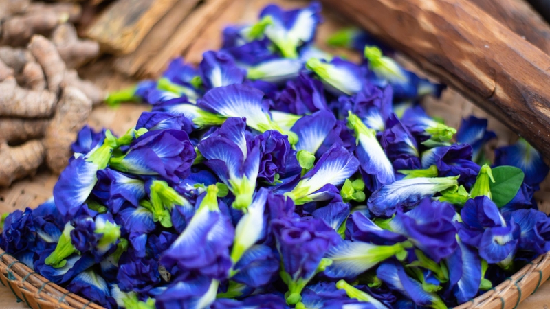 Bỏ túi 4 cách bảo quản hoa đậu biếc hiệu quả nhất 2