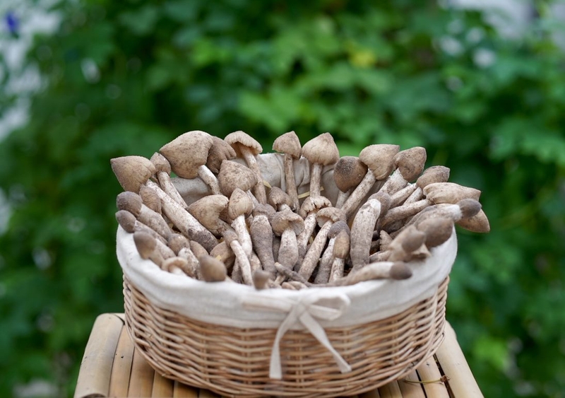 Bỏ túi cách bảo quản nấm mối tươi lâu mà không mất chất