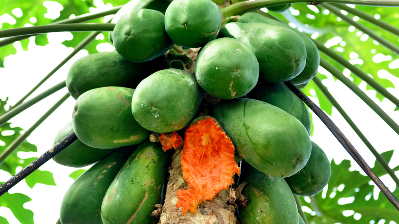 Tuyệt đối không ăn trái cây bị dơi, chim cắn để phòng tránh virus