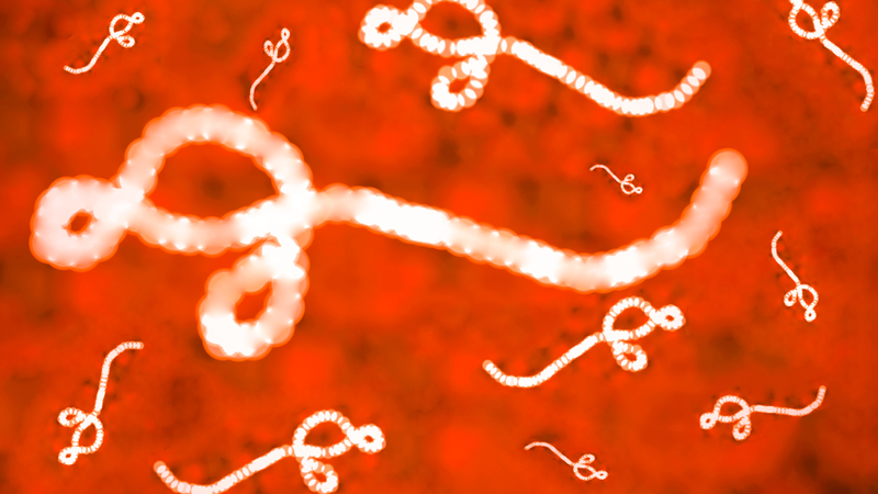 Thời gian ủ bệnh Ebola có thể kéo dài đến 21 ngày