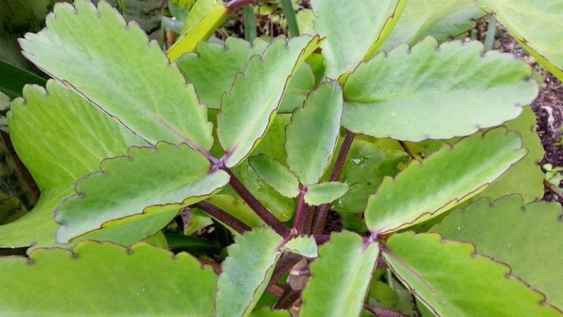 Bong gân chân đắp lá gì để mau lành 3