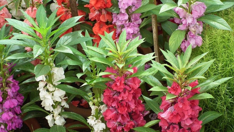 Bông móng tay: Vị thuốc giúp kháng khuẩn 3.jpg