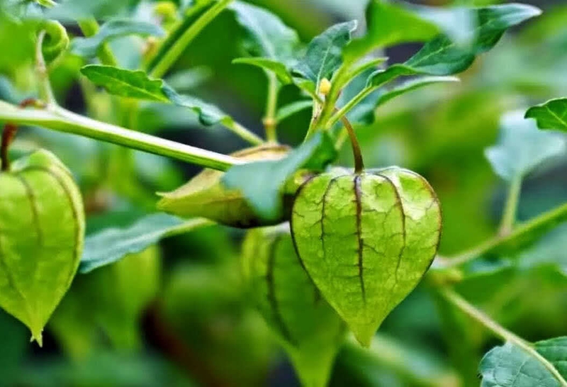 bat-ngo-voi-cong-dung-chua-benh-cua-cay-tam-bop-moc-dai-o-viet-nam-3