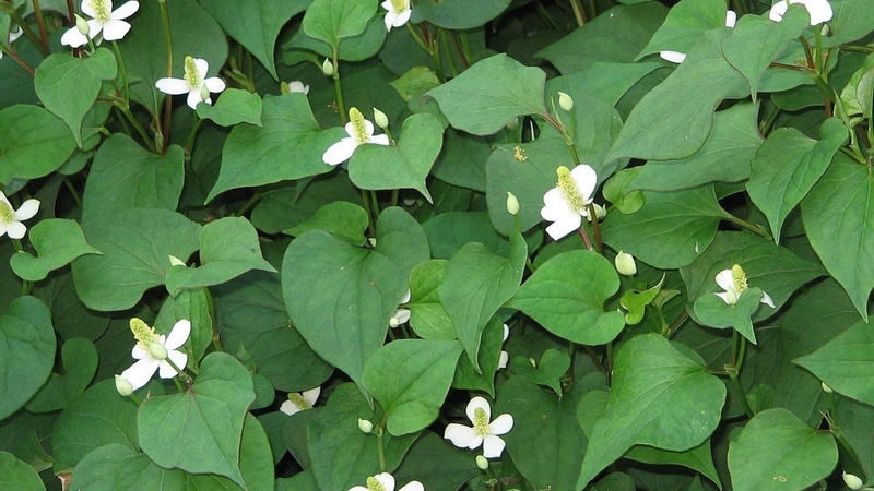 Bột diếp cá có tốt không? Nên sử dụng thế nào cho hợp lý? 1