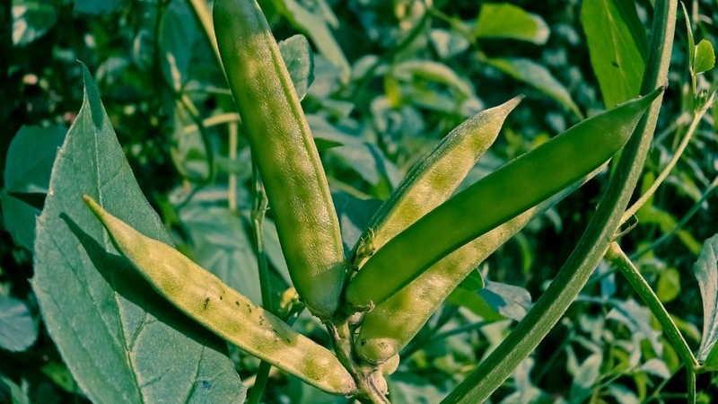 Bột Guar gum: Tác dụng, ưu và nhược điểm khi sử dụng 1