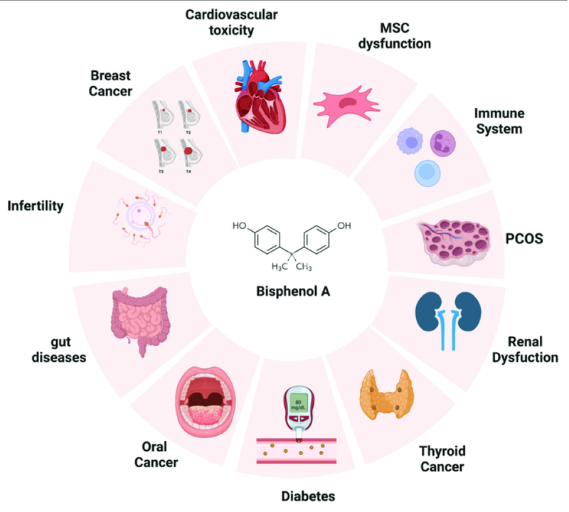 BPA là gì? Thực hư về tác hại sức khỏe của BPA 5