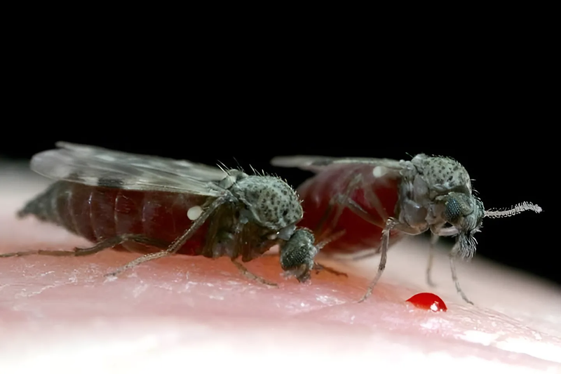 Bù mắt là con gì? Khi bị bù mắt cắn phải làm sao? 1